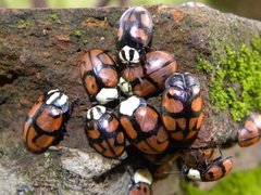 Ogdoecosta biannularis