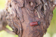 Bostrichus capucinus