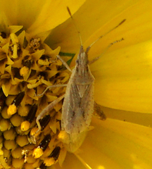 Harmostes reflexulus