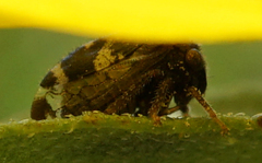 Ophiderma