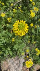 Sisymbrium loeselii
