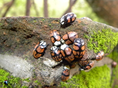 Ogdoecosta biannularis