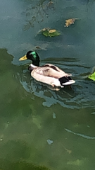 Anas platyrhynchos