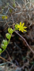 Petrosedum amplexicaule