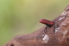 Bostrichus capucinus