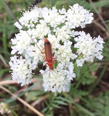 Rhagonycha fulva
