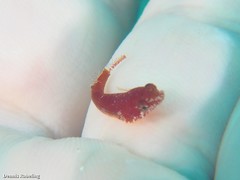 Apletodon pellegrini
