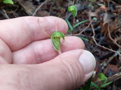 Pterostylis brumalis