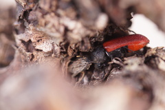 Bostrichus capucinus