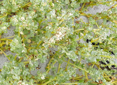 Atriplex billardierei