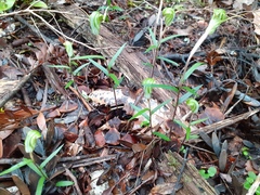 Pterostylis brumalis