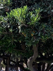 Pittosporum tobira
