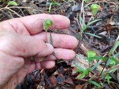 Pterostylis brumalis
