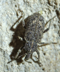 Listroderes difficilis