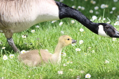 Branta canadensis