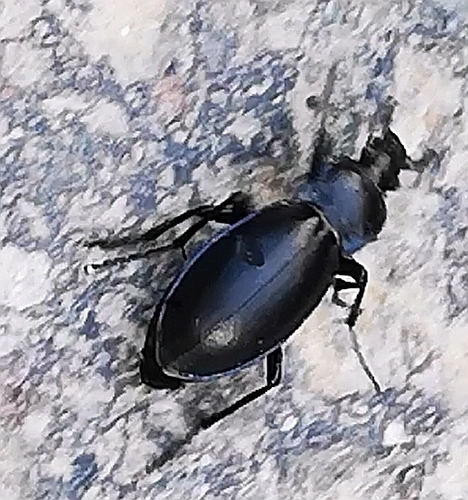 Violet ground beetle