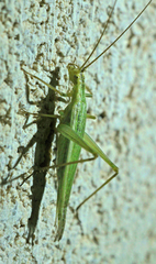 Oecanthus argentinus