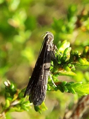 Helcystogramma