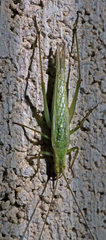 Oecanthus argentinus