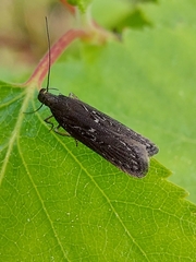 Helcystogramma