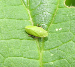 Tettigometra