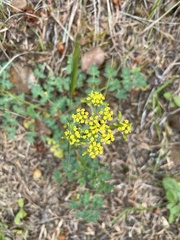 Lomatium martindalei