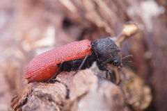 Bostrichus capucinus