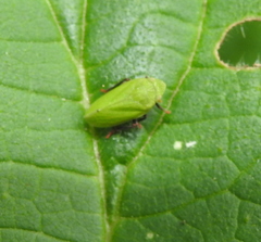 Tettigometra