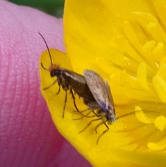 Micropterix