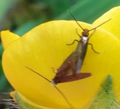 Micropterix