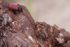 Bostrichus capucinus