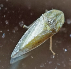 Xerophloea