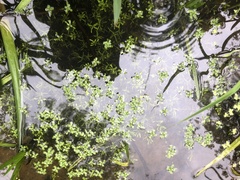 Callitriche heterophylla