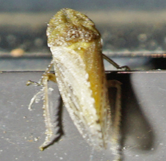 Xerophloea