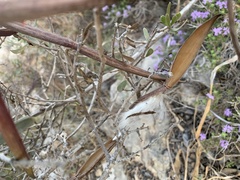 Periploca laevigata angustifolia