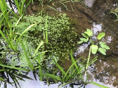 Callitriche heterophylla