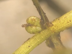 Callitriche heterophylla