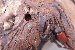 Bostrichus capucinus