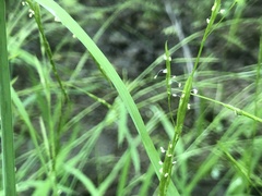 Glyceria acutiflora