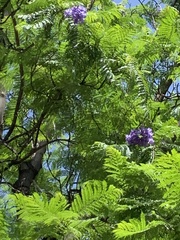 Jacaranda mimosifolia