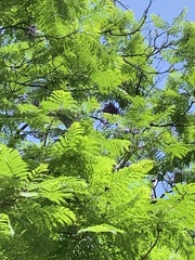 Jacaranda mimosifolia