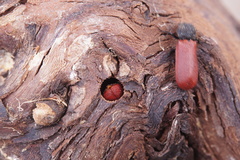 Bostrichus capucinus