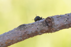 Bostrichus capucinus