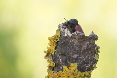 Bostrichus capucinus