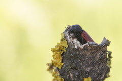 Bostrichus capucinus