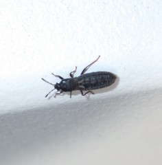 Dimorphopterus spinolae