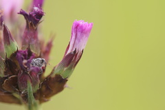 Mogulones geographicus