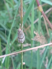 Chrysocrambus