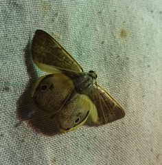 Opisthoxia
