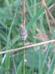Chrysocrambus